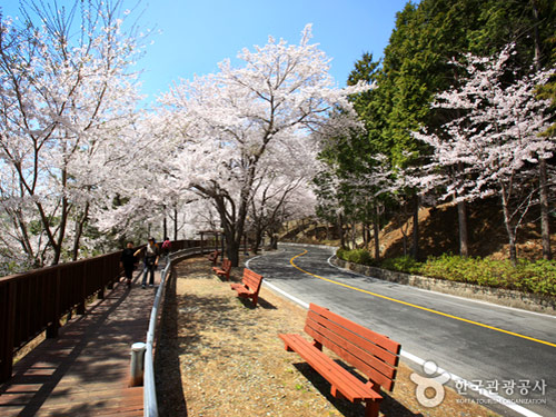 安民路櫻花隧道