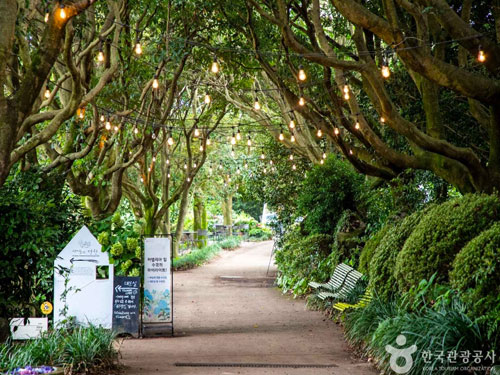 Camellia Hill山茶花之丘