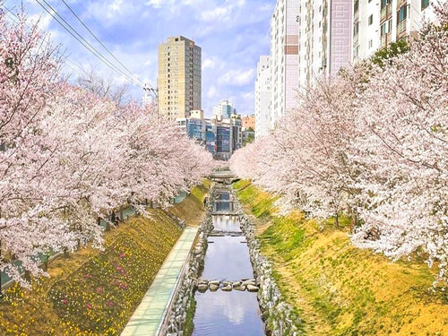 【無去川櫻花路】