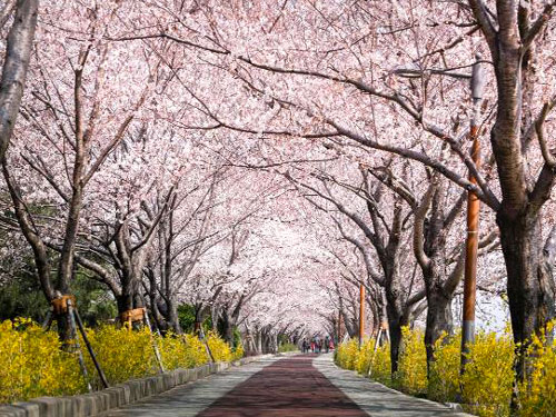 三樂江邊公園+洛東江櫻花大道