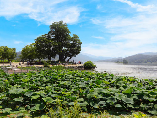 楊平兩水頭+櫸樹