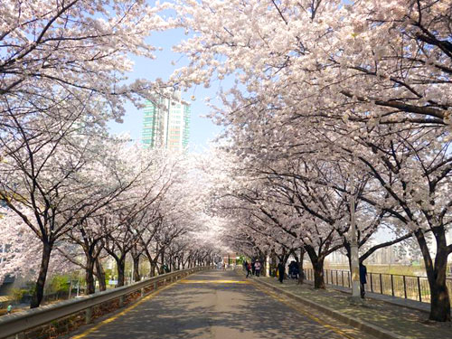 汝矣島輪中路 季節賞櫻